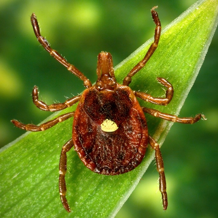 Ticks of Illinois: a guide on different species, how to avoid them and what to do if you're bitten