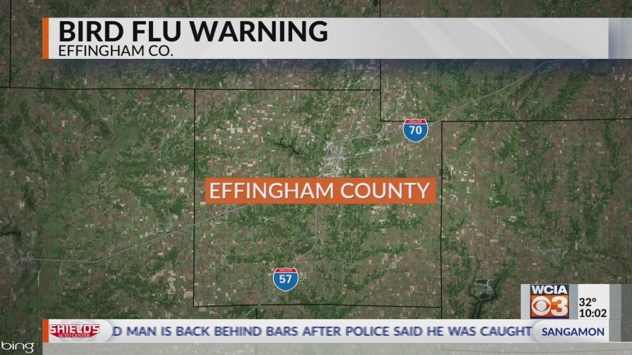 Bird tests positive for Avian Flu in Effingham Co.