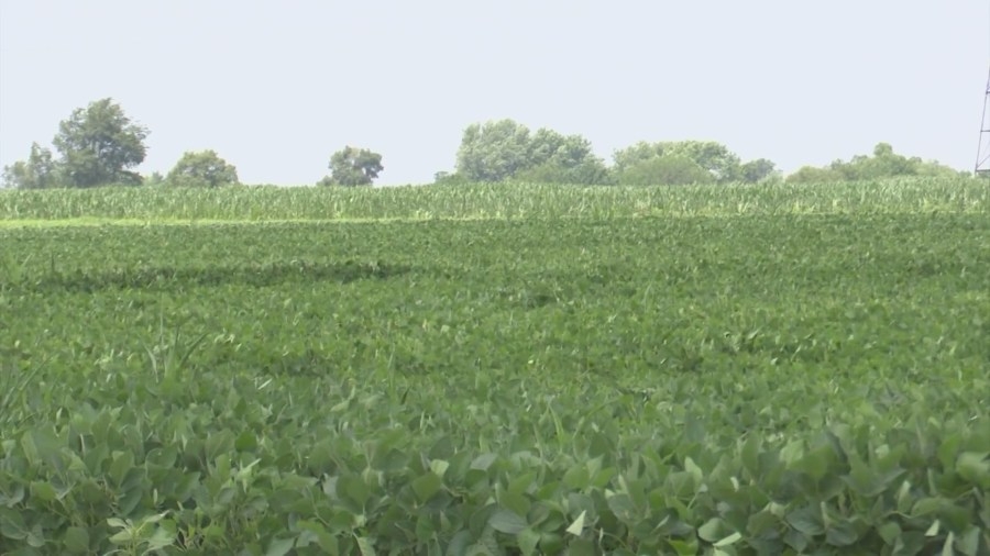 Central IL farmers relieved by temporary tariff truce but want to see a lasting solution
