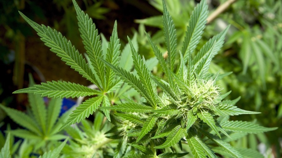 Bill removing cannabis odor as probable cause to search vehicle heads to Illinois Senate