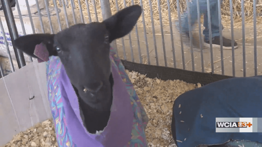 From the Farm: All American Junior Sheep Show