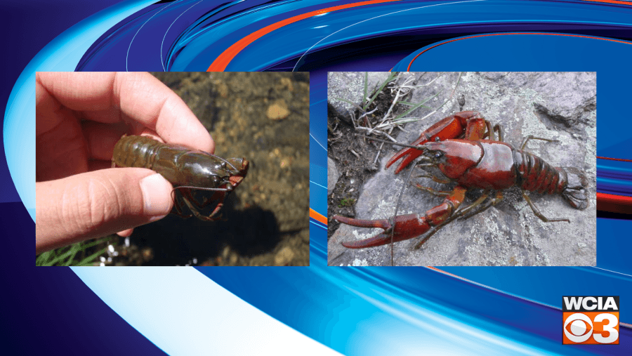 U of I researchers discover two new crayfish species, encourage conservation action
