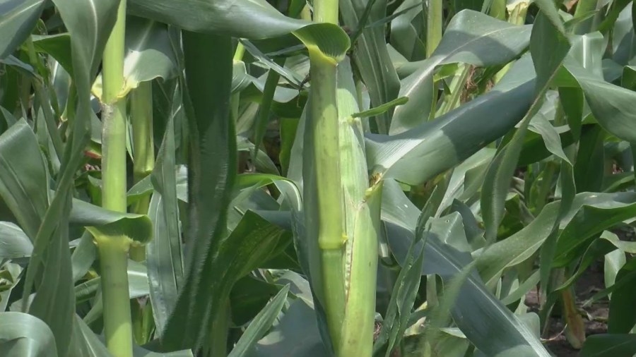 From the Farm: USDA Planting Intentions Report