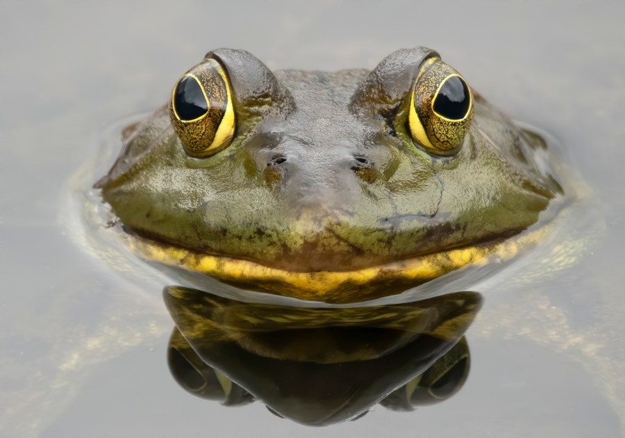 Hop to it: Volunteers needed in Champaign to track frog, toad populations