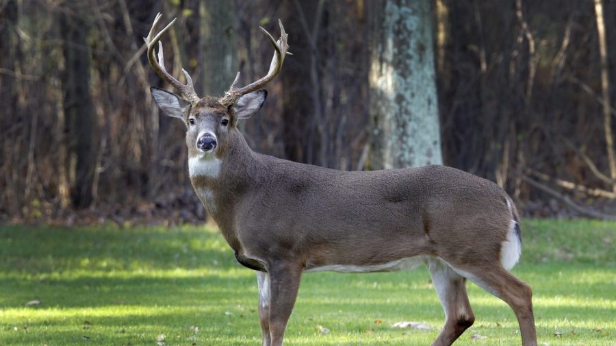 Chronic wasting disease spreads to more Illinois counties