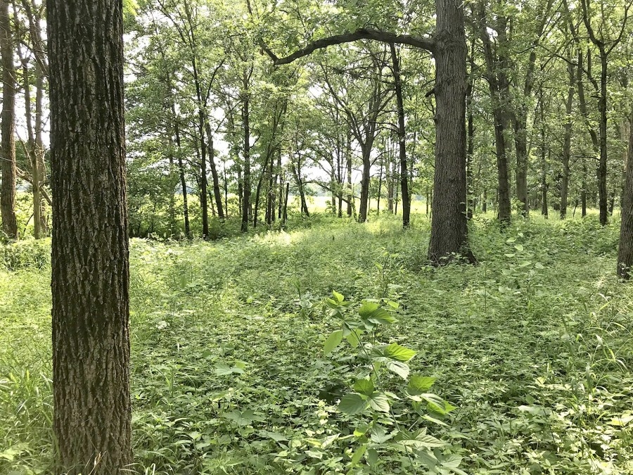 How to manage the spread of invasive species in Central Illinois: