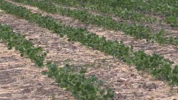 U of I Soybean Innovation Lab saved with $1 million anonymous donation