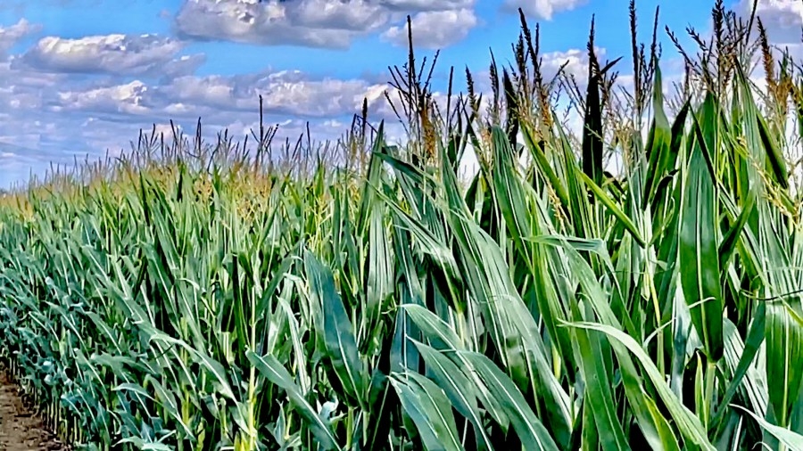 DOGE cuts hitting Ohio farmers, food banks