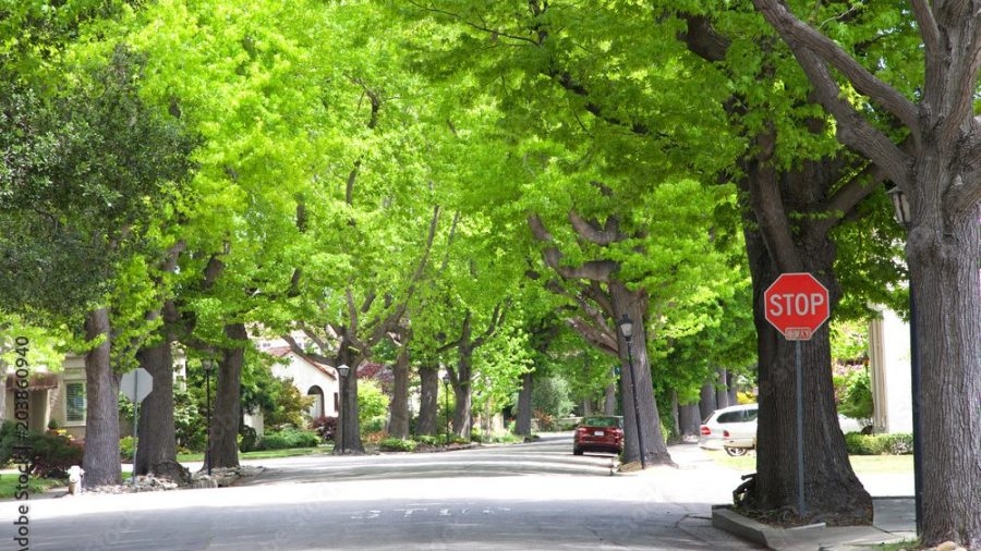 Columbus joins lawsuit after alleged DOGE freeze on tree program