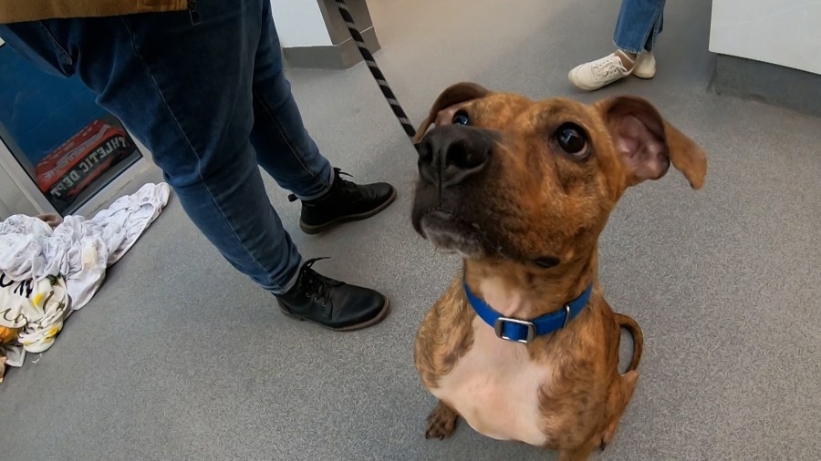 Uncovering gaps in Ohio's animal cruelty laws