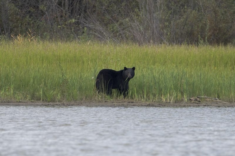 Black bear spotted in Licking County for the first time in over two decades