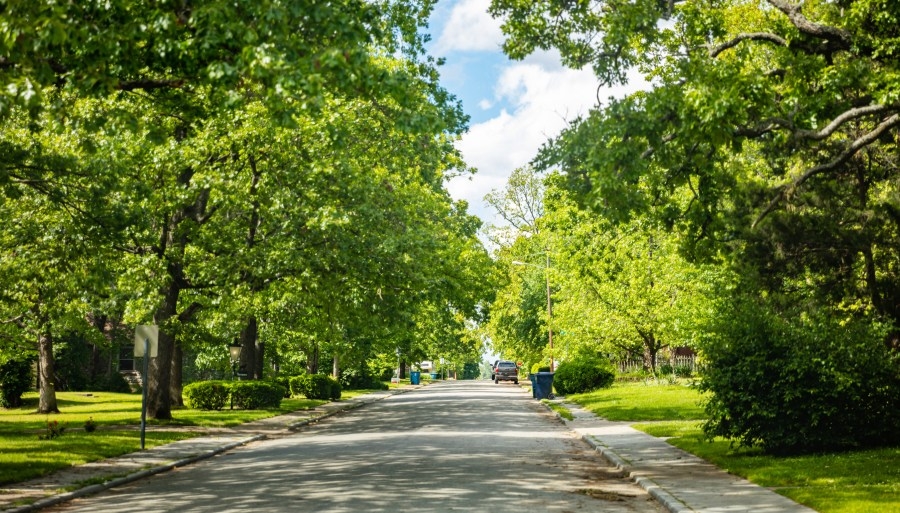 Columbus residents warned: Pruning city trees can lead to hefty fines