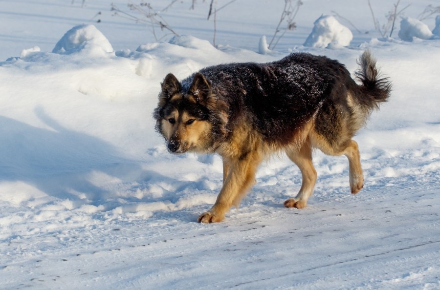 What Ohio law says about dogs being kept outside during the winter