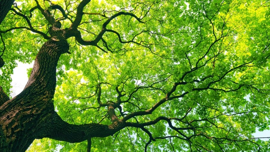 Columbus' $500,000 tree grant paused due to improper planting