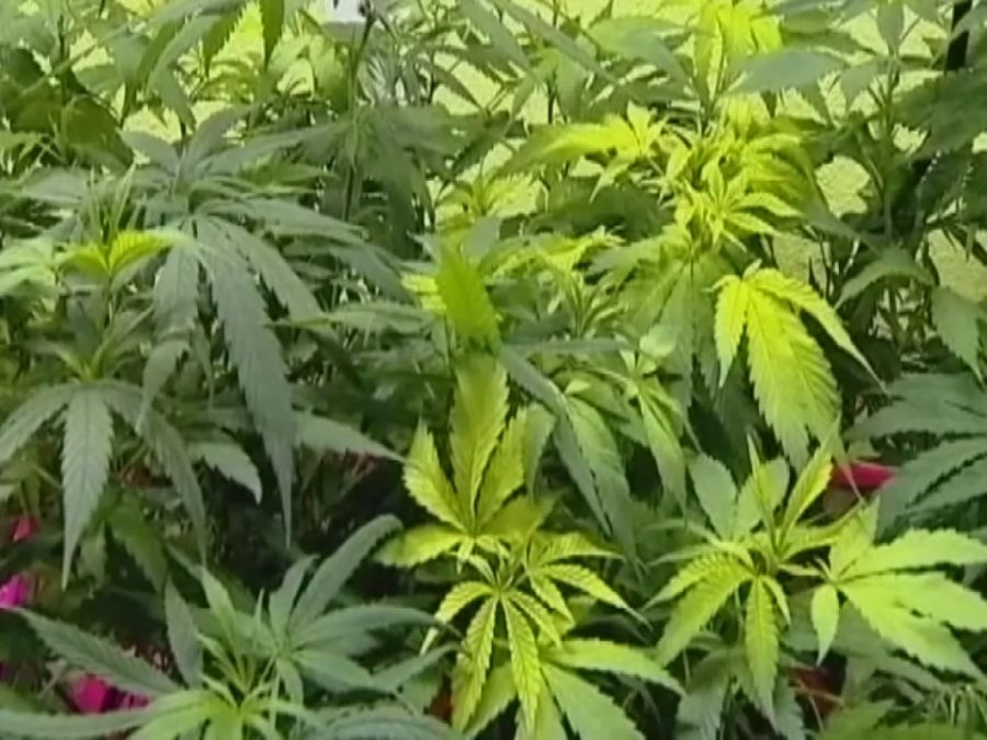 Cannabis industry stakeholders say Ohio's marijuana bill defies voters' will