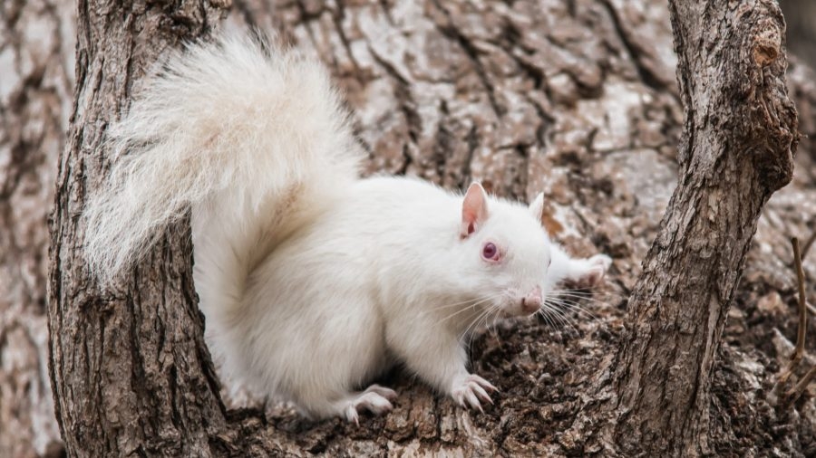 Uncovering the mystery behind white squirrel sightings in central Ohio