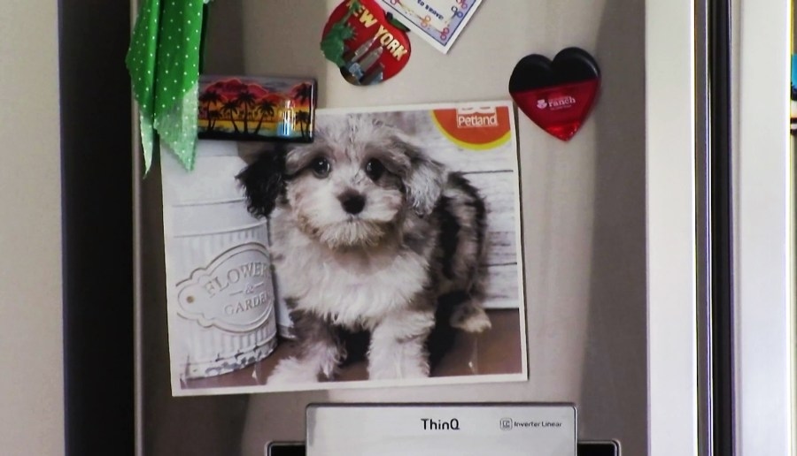 Family accuses pet sitter of cremating dog without permission