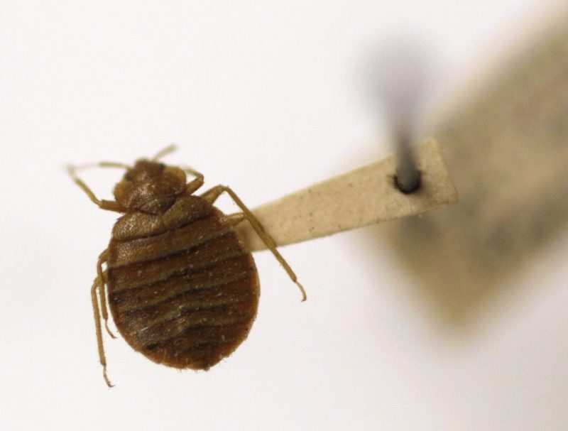 More bed bugs found at Ohio EPA offices