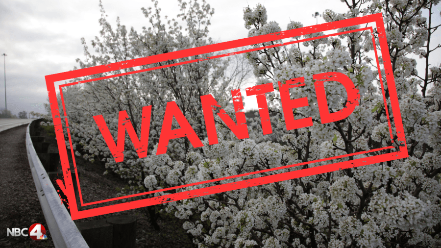 Organization offering ‘bounty' for removal of invasive trees in central Ohio