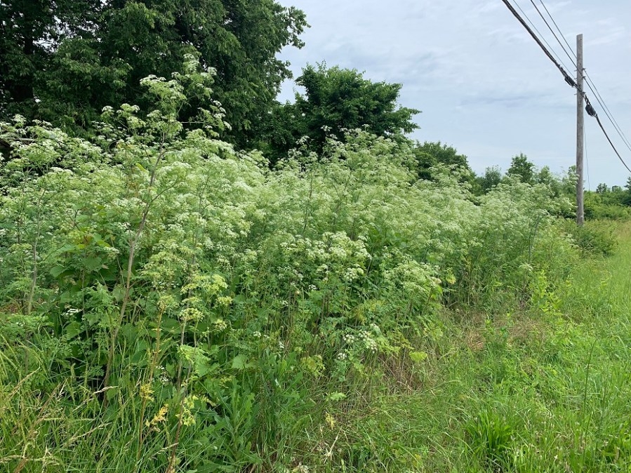 Poisonous plant rapidly spreading across Ohio: what to do if you see it