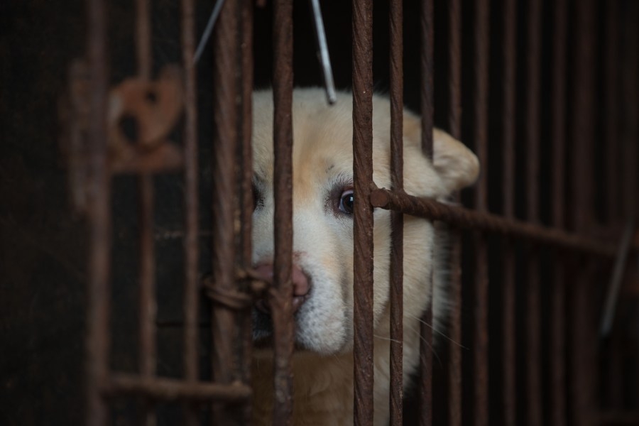 Bill in Ohio would raise penalties for animal abuse
