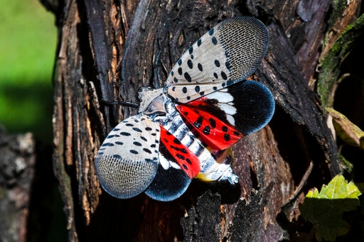Invasive insect's eggs to hatch before May