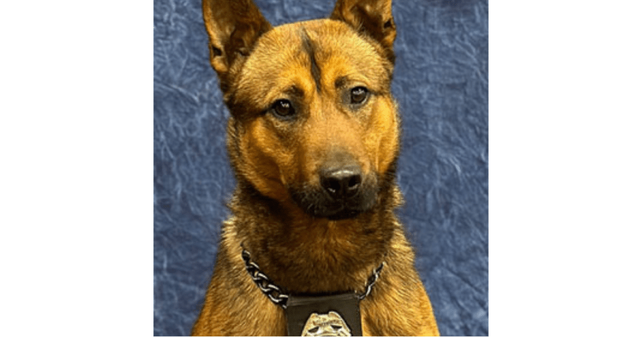 Police K-9 stabbed during standoff after man robbed family member at knifepoint: KCKPD