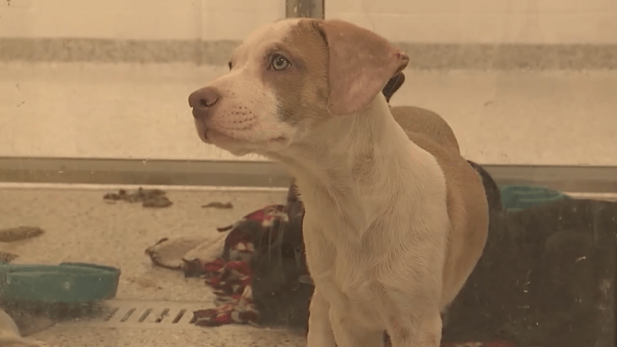 City Council votes to insource animal control services back to Kansas City