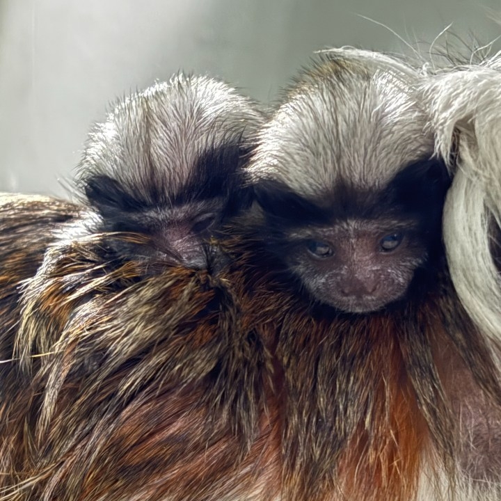 Kansas City Zoo welcomes 2 baby cotton-top tamarins