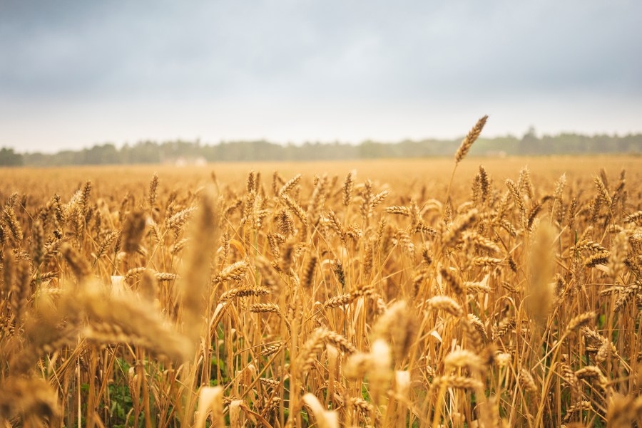 Kansas wheat farmers facing worst Wheat Streak Mosaic Virus outbreak since 2017