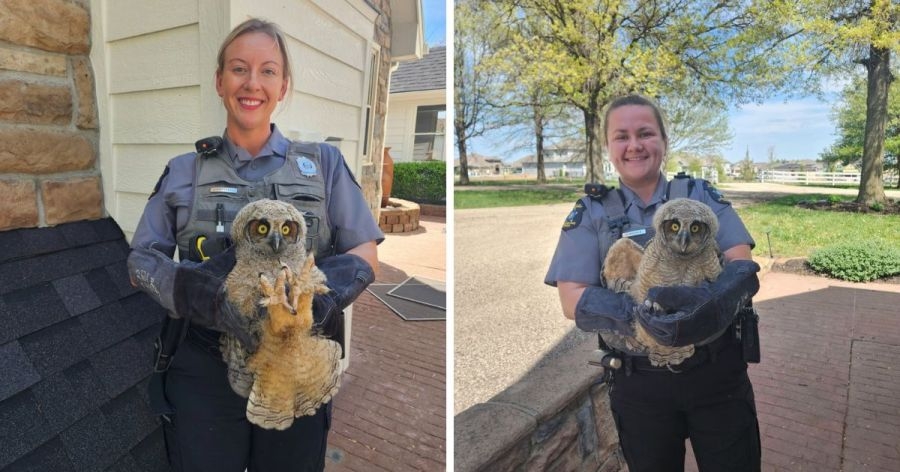 Overland Park animal control officers help young owl that left its nest