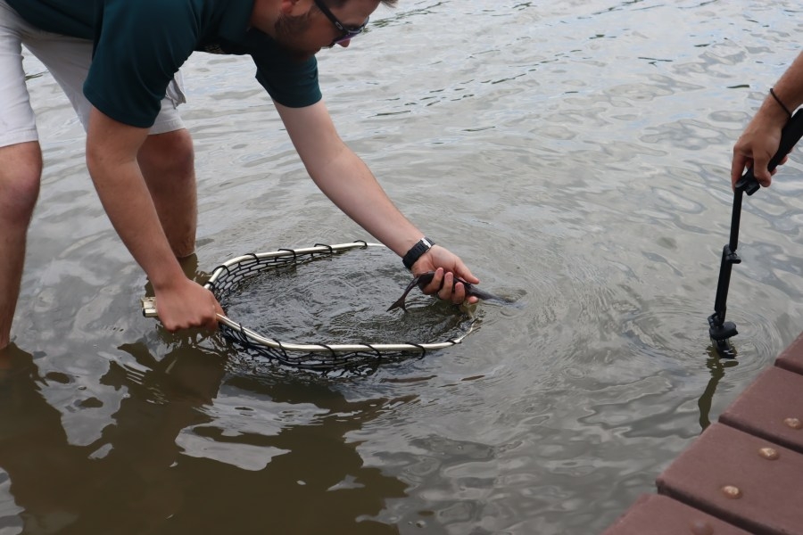 WATCH: World's last Paddlefish species released into Missouri River