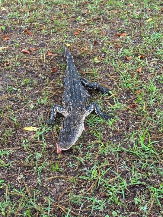 CRIKEY! Alligator caught in front of Hartford home