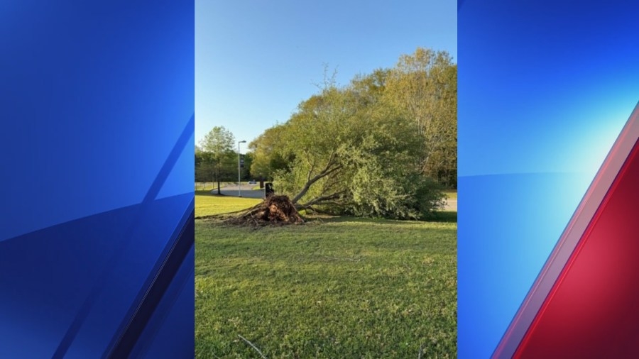 Enterprise tree planted in remembrance of deadly tornado uprooted during storms