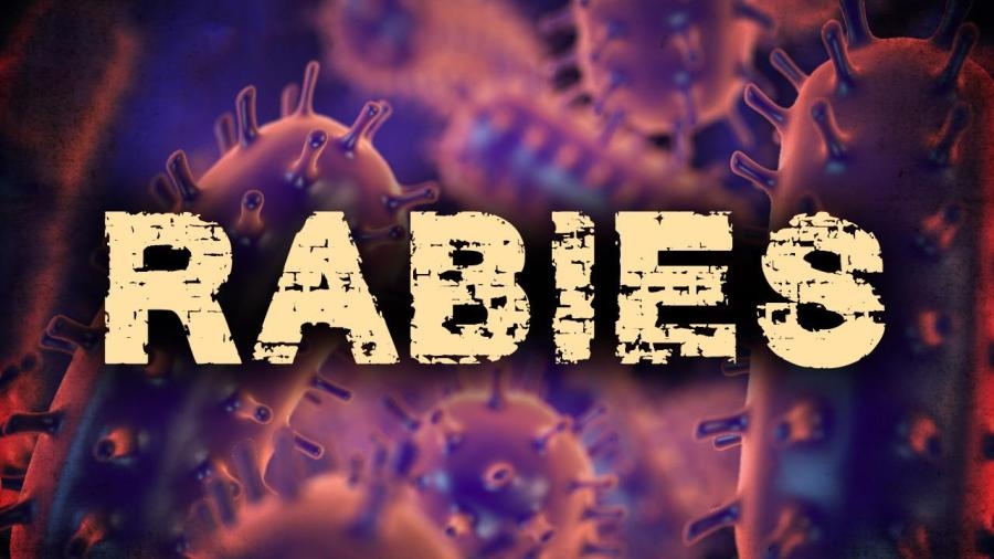 Rabies case confirmed in Houston County