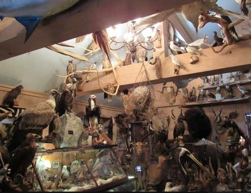 Eufaula man sentenced in ‘largest-ever' taxidermy bird, egg trafficking plot