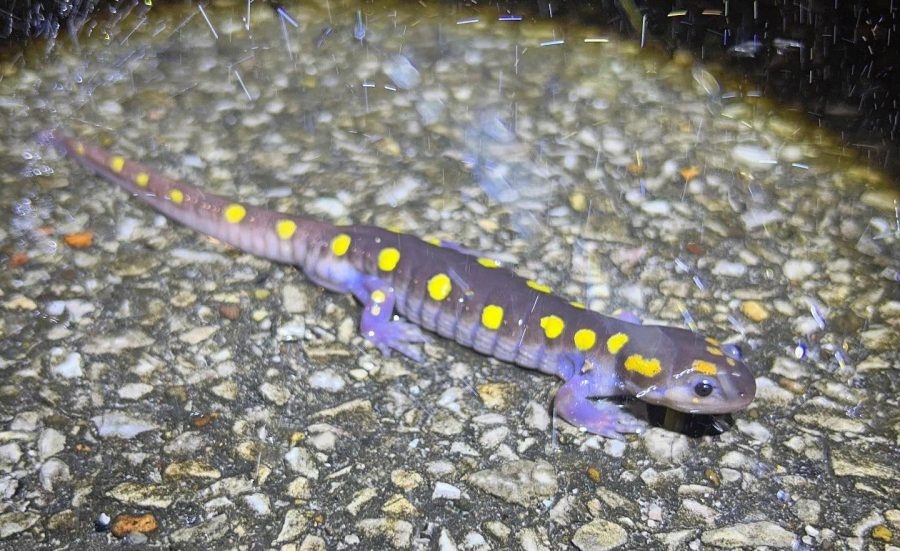 Slithering into spring: Kentucky warns of salamander road crossings
