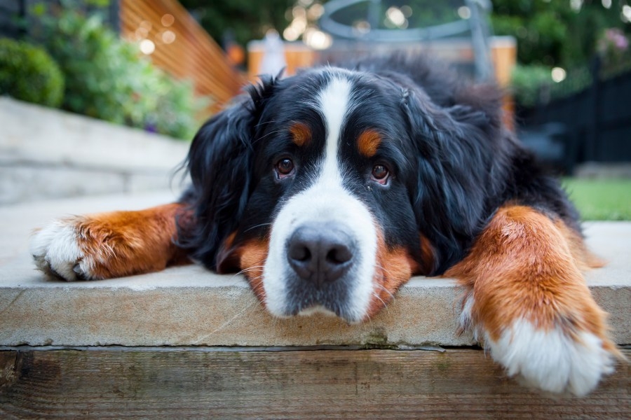 Bill to regulate sale of cats, dogs in Kentucky, overriding local bans, fails