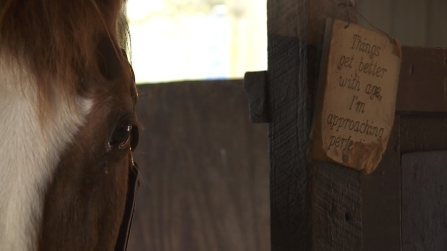 Honoring the forgotten fillies: Derby mint juleps support retired mares at Our Mims Haven