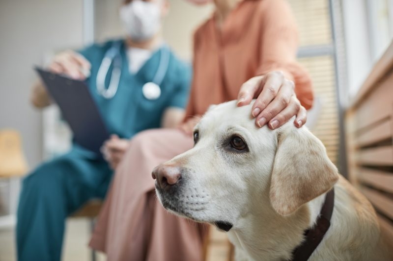 Is my pet's microchip active? Ky. vet chimes in following servicer's abrupt closure