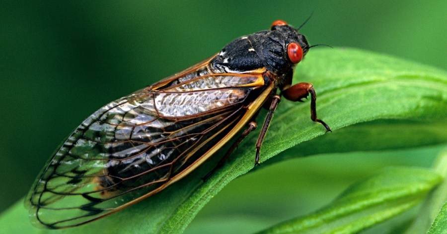 Kentucky considered ‘epicenter' of 17-year cicada ‘Bourbon Brood'