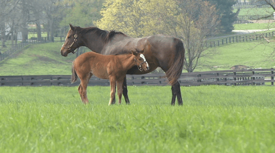 Hope runs high on Kentucky farms during foaling season