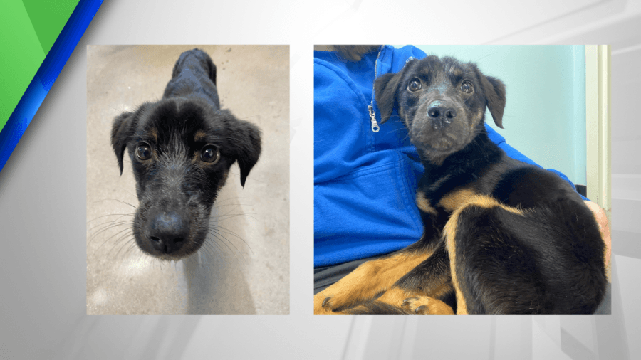 Clark County animal rights advocates help dog left on roadside to recovery