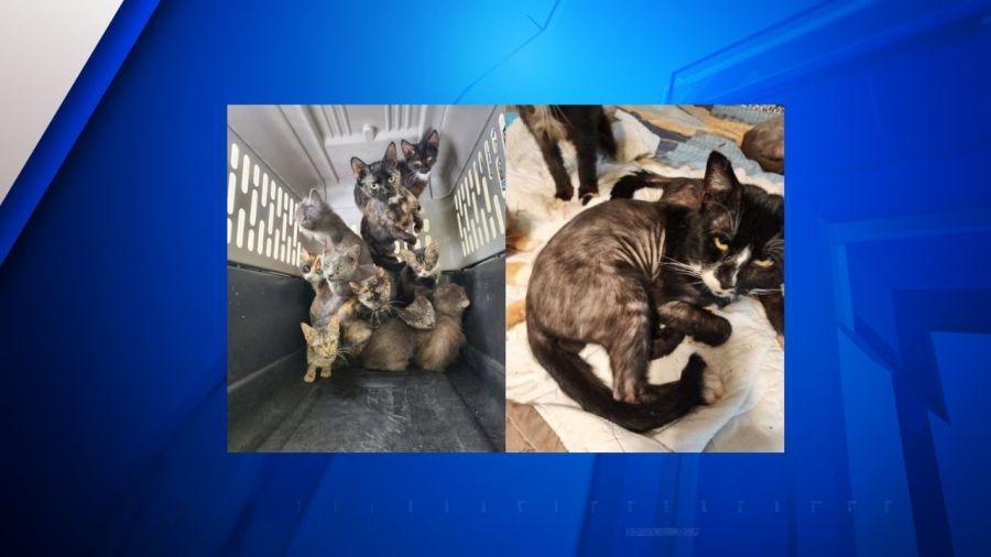 50 cats, 22 dogs found living in neglect at 2 Kentucky homes