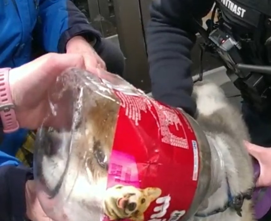 PICS: Dog tries to grab last treat, gets head stuck