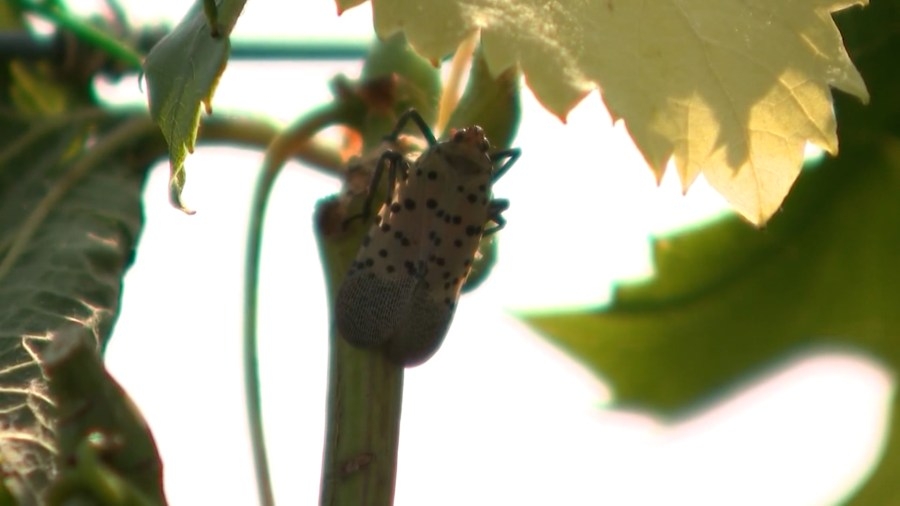 Spotted lanternflies about to hatch: How to get rid of them