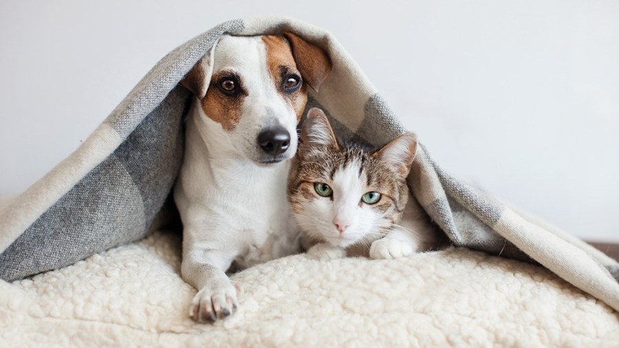 PHOTOS: Happy National Pet Day