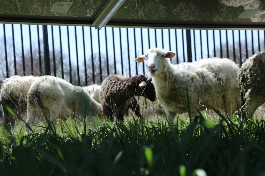 PHOTOS: Sheep graze under solar panels at Mount St. John