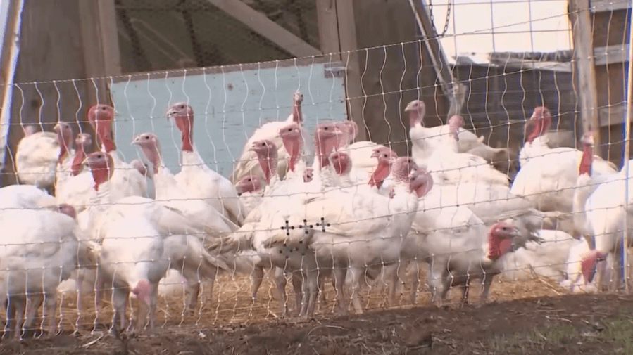 Bird flu taking mental toll on Ohio farmers, but resources available to help