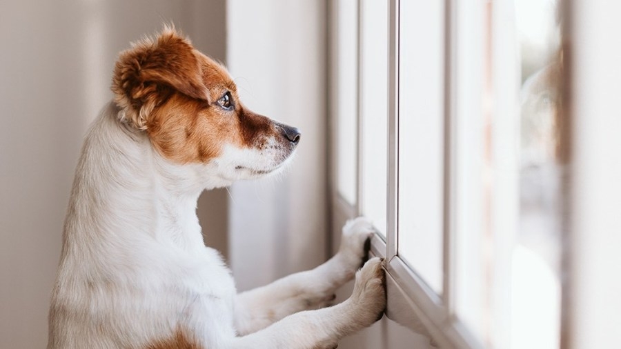 How to keep your pets safe during an Air Quality Alert
